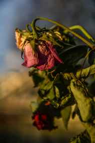 red withering rose at daytime